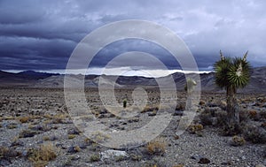 Joshua trees in Mojave desert