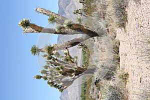 Joshua trees in Mojave Desert