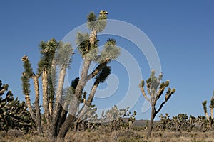 Joshua trees in Mojave Desert, California