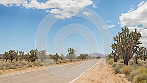 Joshua Trees, Mojave National Preserve, CA