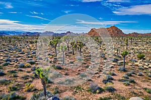 Joshua Trees with Mountains and Blue Sky