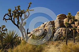 Joshua Trees & Rock Formations