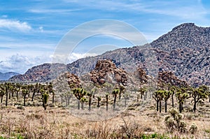 Joshua trees and rocky mountain formations in scenic Joshua Tree California