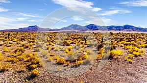Joshua Trees in the semi desert landscape along the Great Basin Highway, Nevada SR 95 photo