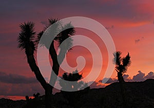 Joshua Trees Silhouetted at Sunset, Joshua Tree National Park, California