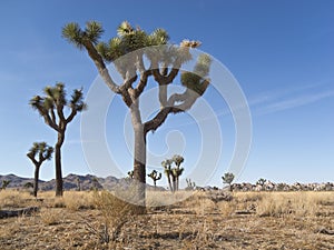 Joshua Trees in the Southwest U.S. desert