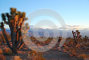 Joshua trees at sunset