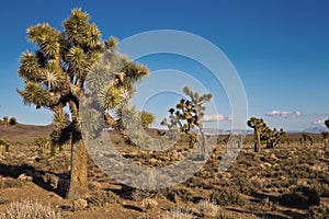 Joshua Trees (Yucca brevifolia)