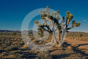 Joshua Trees (Yucca brevifolia)