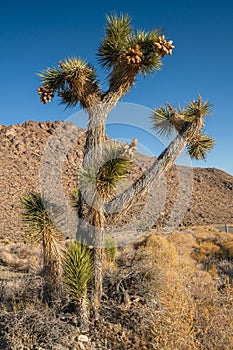 Joshua trees, or  Yucca brevifolia in desert. Death Valley National Park, California