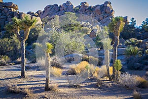 Joshua trees Yucca brevifolia native to the Mojave Desert of Joshua Tree National Park in California