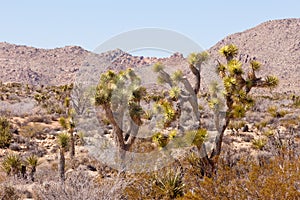 Joshua Trees Yucca brevifolia NP CA US