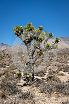 Joshua trees Yucca brevifolia, a plant species of the Yucca genus