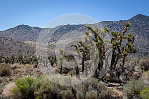 Joshua trees Yucca brevifolia, a plant species of the Yucca genus
