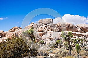 Joshua Trees Yucca Brevifolia; rocky outcrops in the background; Joshua Tree National Park, south California