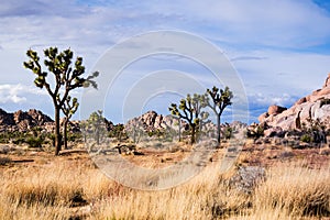 Joshua Trees Yucca Brevifolia; rocky outcrops in the background; Joshua Tree National Park, south California