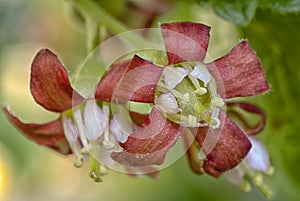 Jostabarry flower (Ribes nidigrolaria