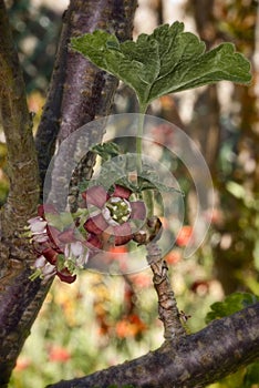 Jostabarry flower (Ribes nidigrolaria)