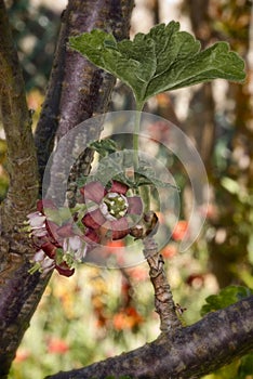 Jostabarry flower (Ribes nidigrolaria) photo