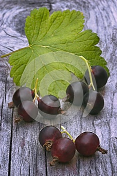 Jostabarry (Ribes nidigrolaria )