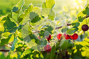 Jostaberry branch with berries on the sunset