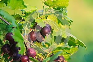 Jostaberry on a bush, hybrid of gooseberry and currant.