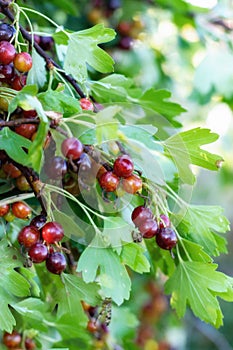 The jostaberry lat. Ribes x nidigrolaria is a cross fruit bush