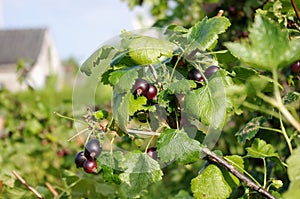 Jostaberry (Ribes x nidigrolaria)