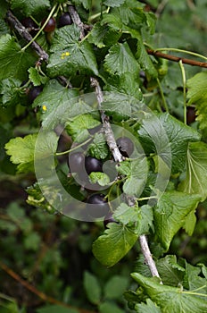 Jostaberry Ribes x nidigrolaria. On the branch are ripe berries of Yoshta