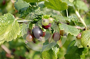 Jostaberry (Ribes x nidigrolaria).