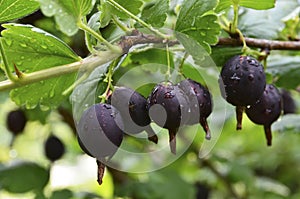 Jostaberry Ribes Ã— nidigrolaria hybrid of a black currant and gooseberry in the garden. Branch with ripe berries close up.