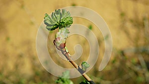 Jostaberry spring growing bud branch garden leaves leaf close-up detail macro buds, farm flowering springtime fruit tree