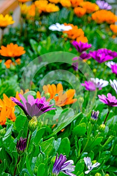 Many orange daisy flowers and purpledaisy flowers