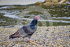 Jote bird in Puerto Cisne, Carretera austral in Chile