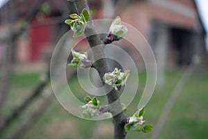 Joung apple tree in spring