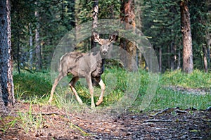 Joung deer in the forest of the Jasper National Park