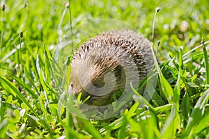 Joung Hedgehog in grass