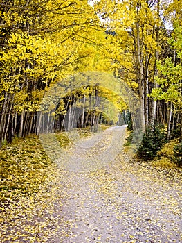 Journey through the aspens in Fall Colorado USA