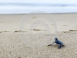 Journey of Baby Sea Turtle in Sukamade Beach, Banyuwangi, Indonesia photo