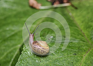 The journey of a curious Wood Snail on a tree leaf