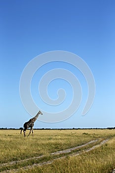 Journey of Giraffe on the plains