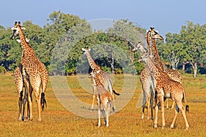 A journey of Giraffes on the open plains in Zambia