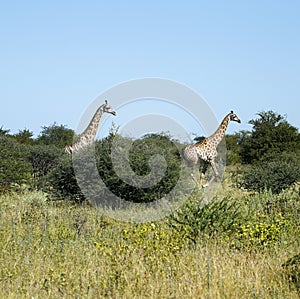 Journey of Giraffes Running Fast