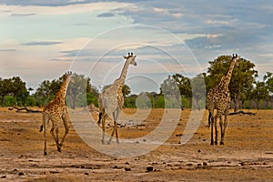A journey of Giraffes walking across the African Plains