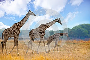 Journey of giraffes walking across the dry African Savannah in South Luangwa, Zambia