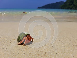 The journey of Hermit Crab.