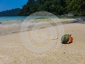 The journey of Hermit Crab.