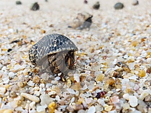 The journey of Hermit Crab.