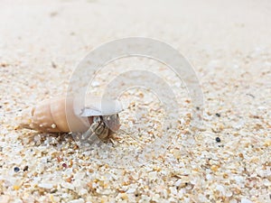 The journey of Hermit Crab.