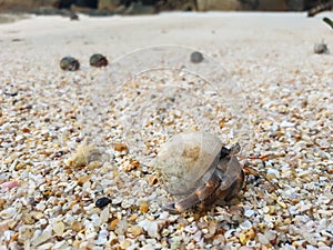 The journey of Hermit Crab.